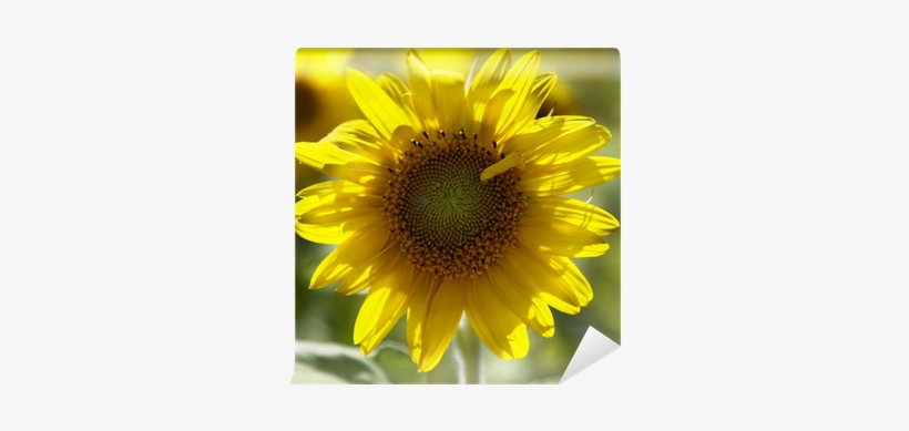 Common Sunflower, transparent png download