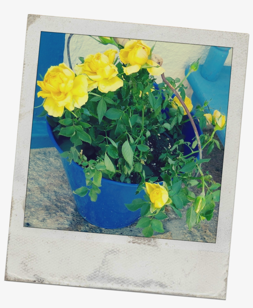 I Vowed This Morning That I Would Do Something Creative, - Floribunda, transparent png download