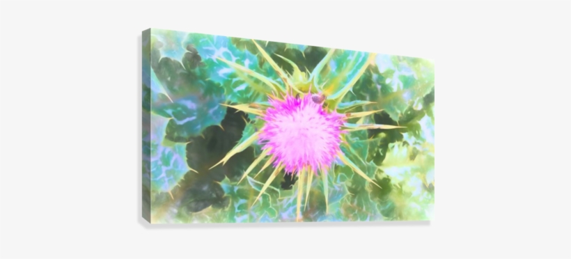 Sharon Park 3 Canvas Print - Distaff Thistles, transparent png download