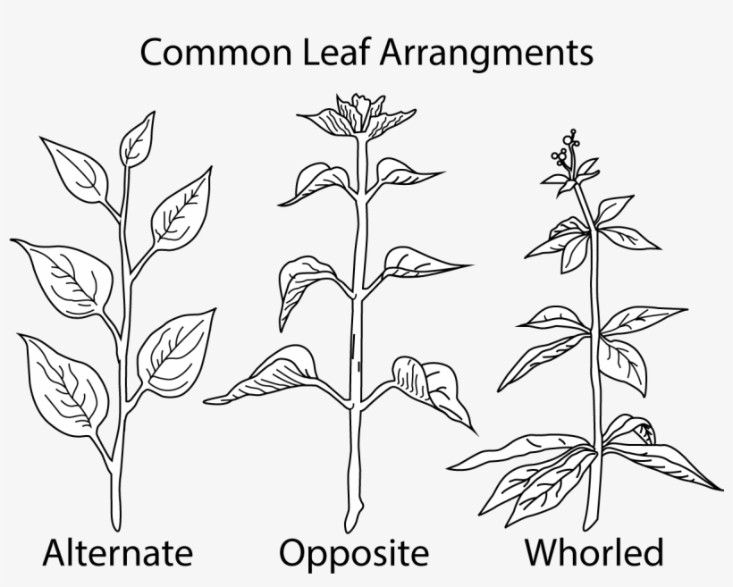 A Picture Of Different Types Of Leaf - Leaf, transparent png download