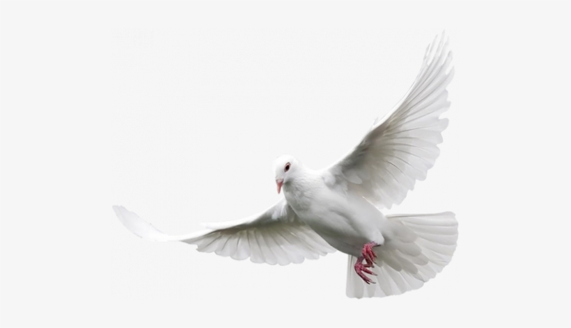 Résultats Google Recherche D'images Correspondant À - Doves Transparent, transparent png download