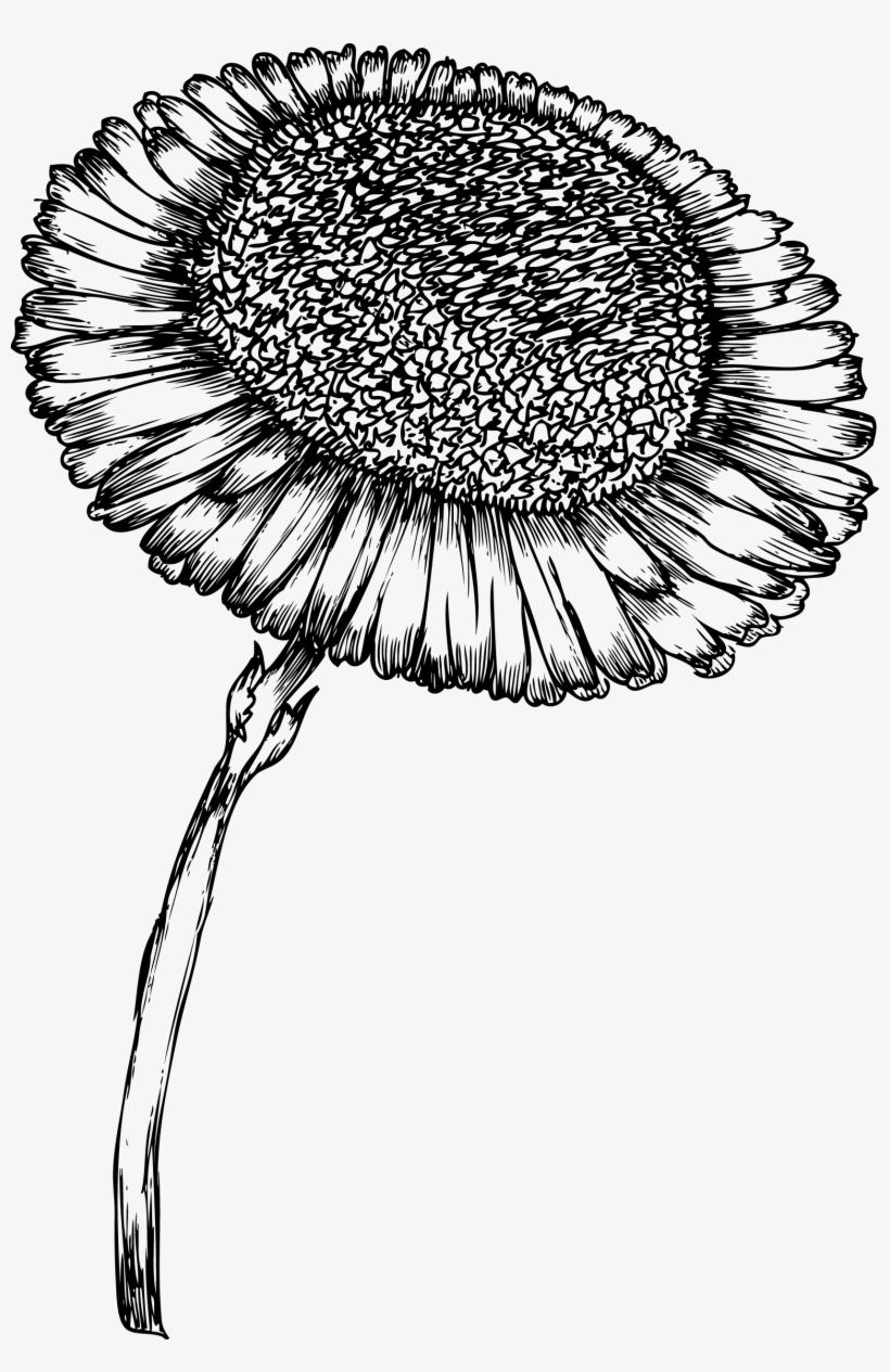 Sunflower Bw Clip Design Wood Print Wood Print, Laser - Drawing, transparent png download