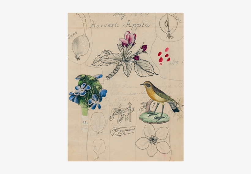 Harvest Apple - Honeysuckle, transparent png download