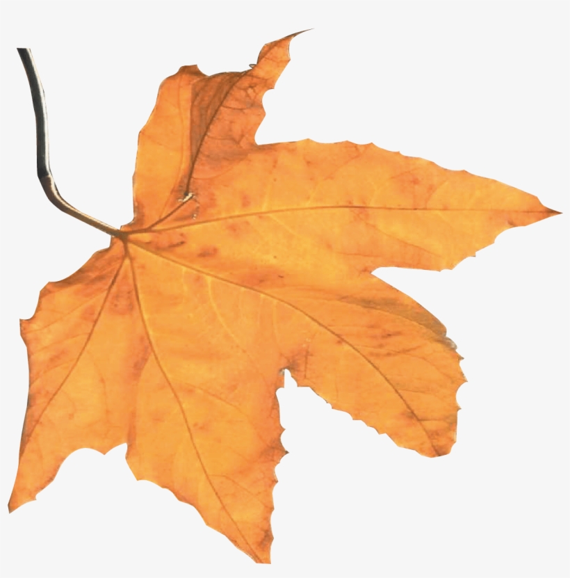 Best Autumn Harvest Leaf - Harvest Autumn, transparent png download