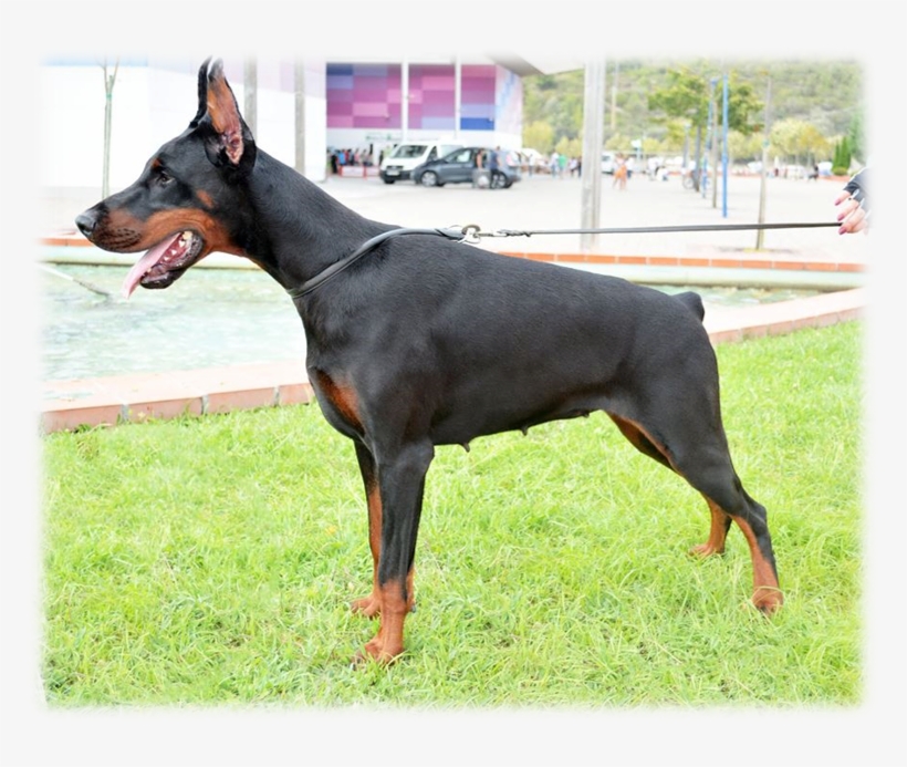 Janet Joyce - Dobermann, transparent png download