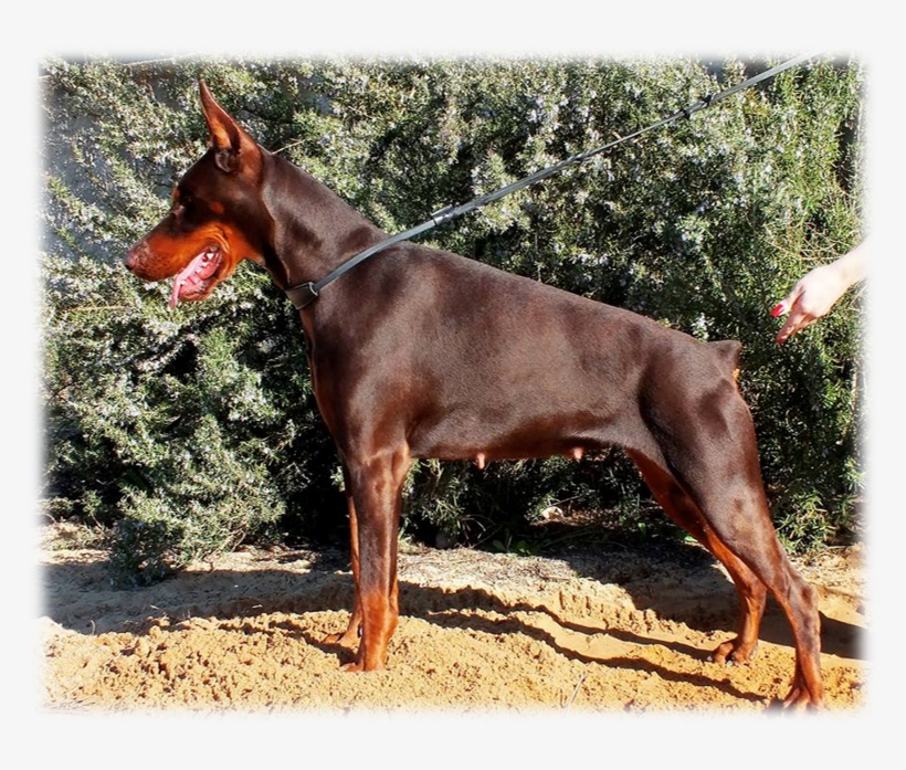 Kim - Dobermann, transparent png download
