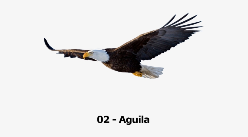Tu Animalito - Bald Eagle Flying Png, transparent png download