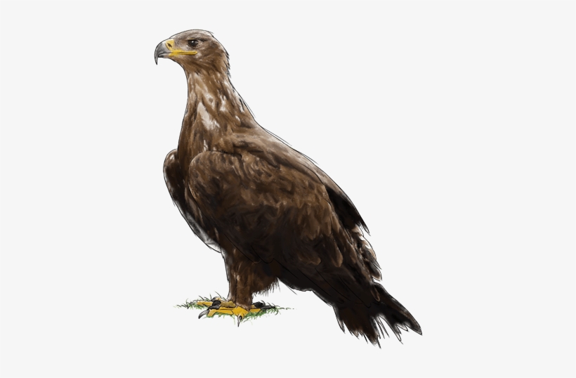 Aguila De Las Estepas, transparent png download