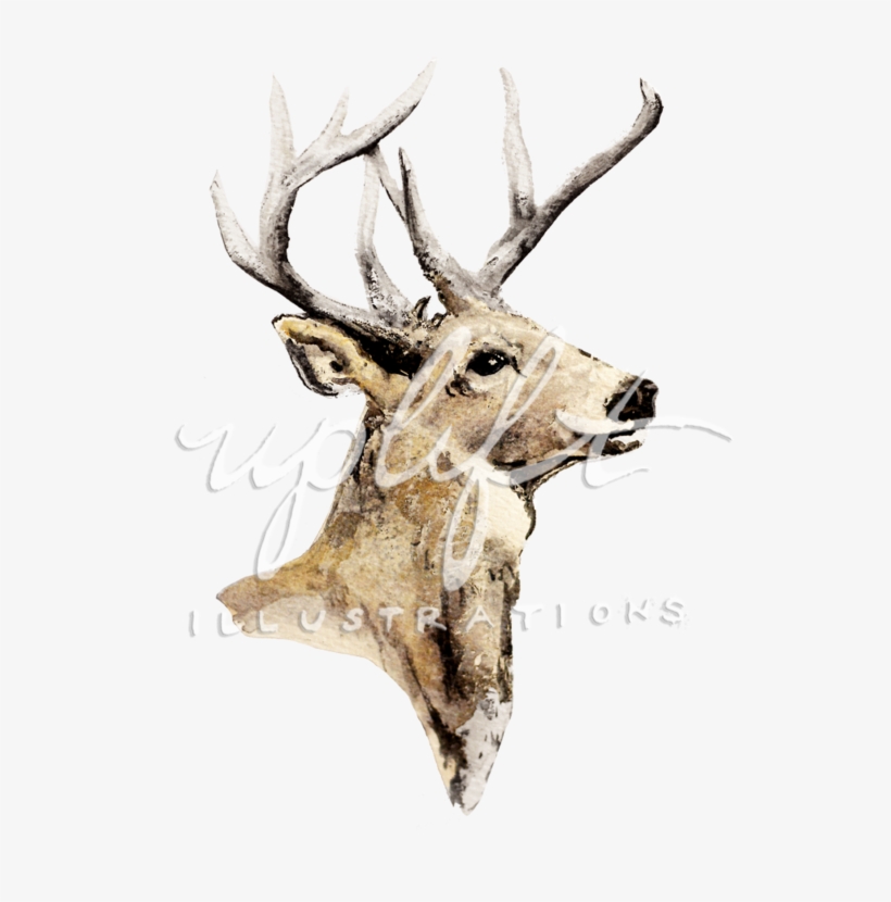 Deer, transparent png download