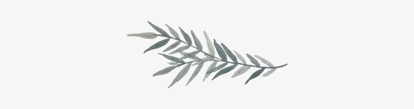 Leaf - Palm Tree, transparent png download