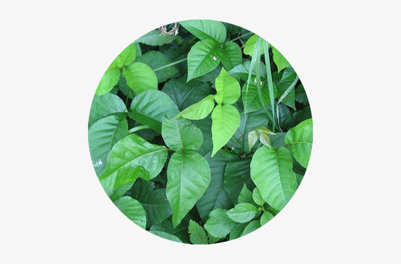 Poison Ivy - Identify Poison Ivy, transparent png download