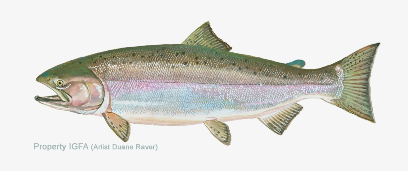 Igfa World Record - Chinook Salmon, transparent png download
