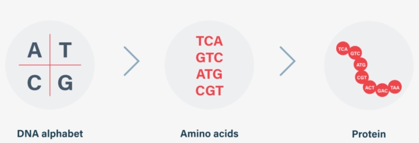 Dna Makes Protein - Circle, transparent png download