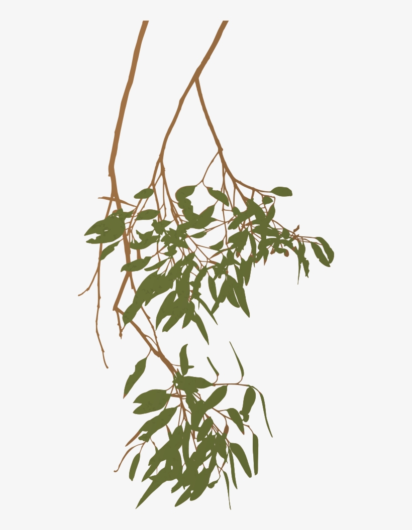 Eucalyptus Clipart Gum Tree - Gum Tree Clip Art, transparent png download