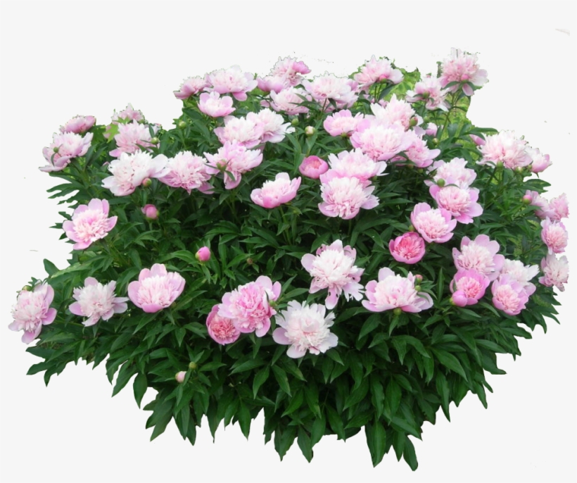 Png Cutout Tree - Peony, transparent png download