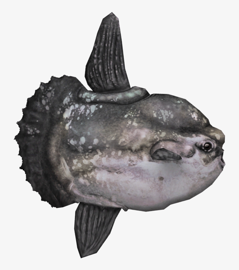 Ocean Sunfish - Mola Mola Fish Png, transparent png download
