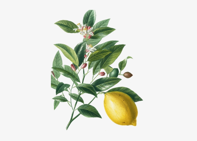 Projects Archives - Lemon Vintage Png, transparent png download
