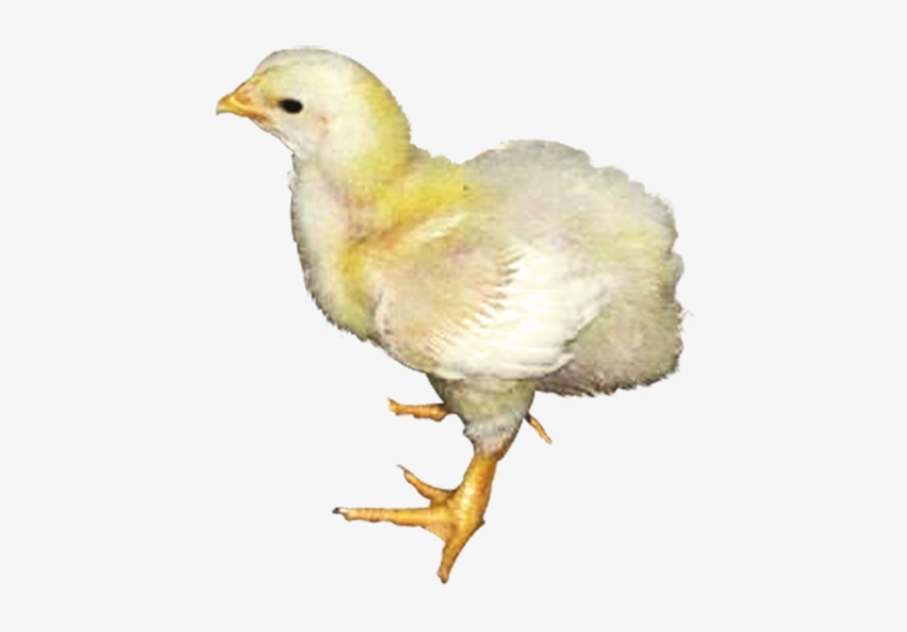 Products For Livestock - Chicken, transparent png download