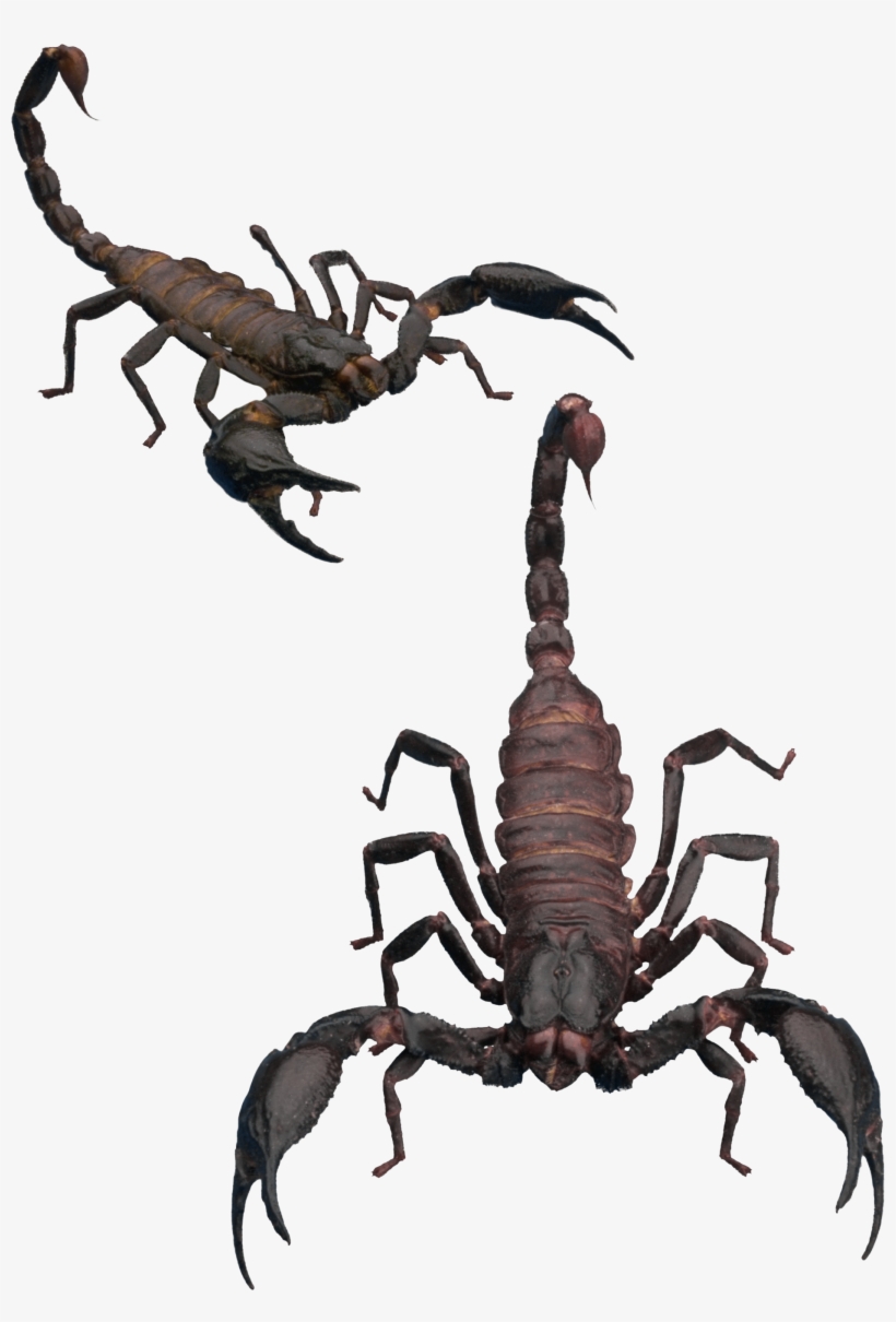 Scorpion Png - Scorpion Transparent, transparent png download