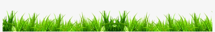 15 Wheat Grass Png For Free Download On Mbtskoudsalg - Fresh Grass Png, transparent png download