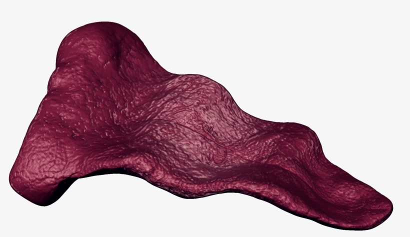 Long Tongue Png, transparent png download