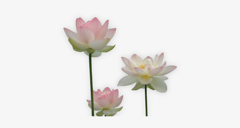 64 Images About Flower Png On We Heart It - Sacred Lotus, transparent png download