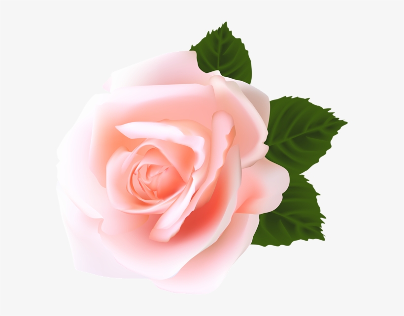 Rose Png - Rose Pink Png, transparent png download