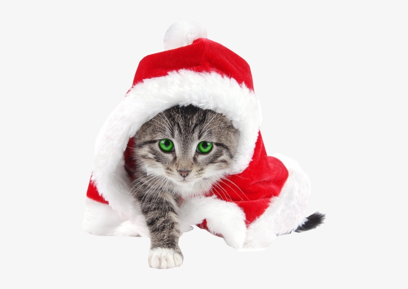 Funny Cat In Santa Christmas Hat Stock Images - Striped Cat Dressed Like Santa For Christmas, transparent png download