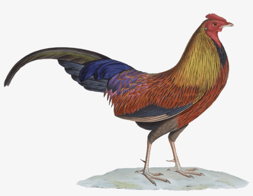 Download Svg Royalty Free Pheasant Drawing Chicken Aves De Corral Png Transparent Png 1280x926 Free Download On Nicepng