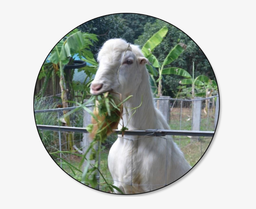 As Of July 1, 2018, Total Inventory Of Goat Was - Philippine Goat Png, transparent png download