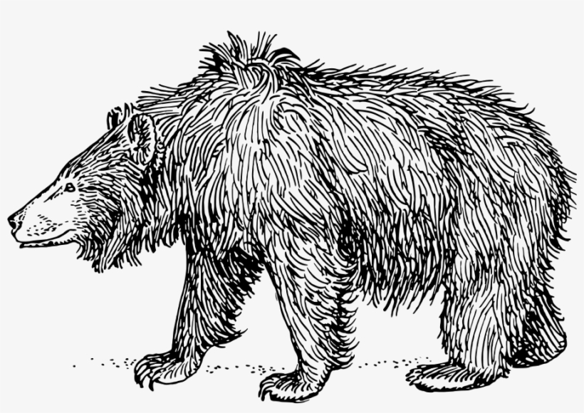 How To Set Use Sloth Bear Svg Vector, transparent png download