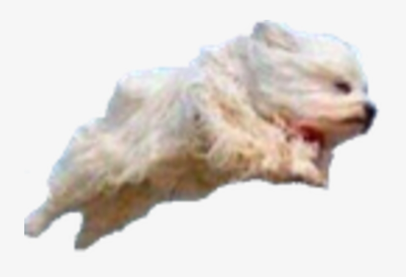 Cat Yawns, transparent png download