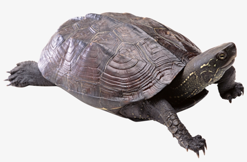 Turtle Png, transparent png download