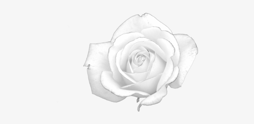 File - White-rose - Best Gift - Flower Hoodie/t-shirt/mug Black/navy/pink/white, transparent png download