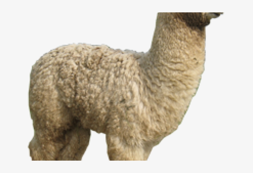 Child, transparent png download