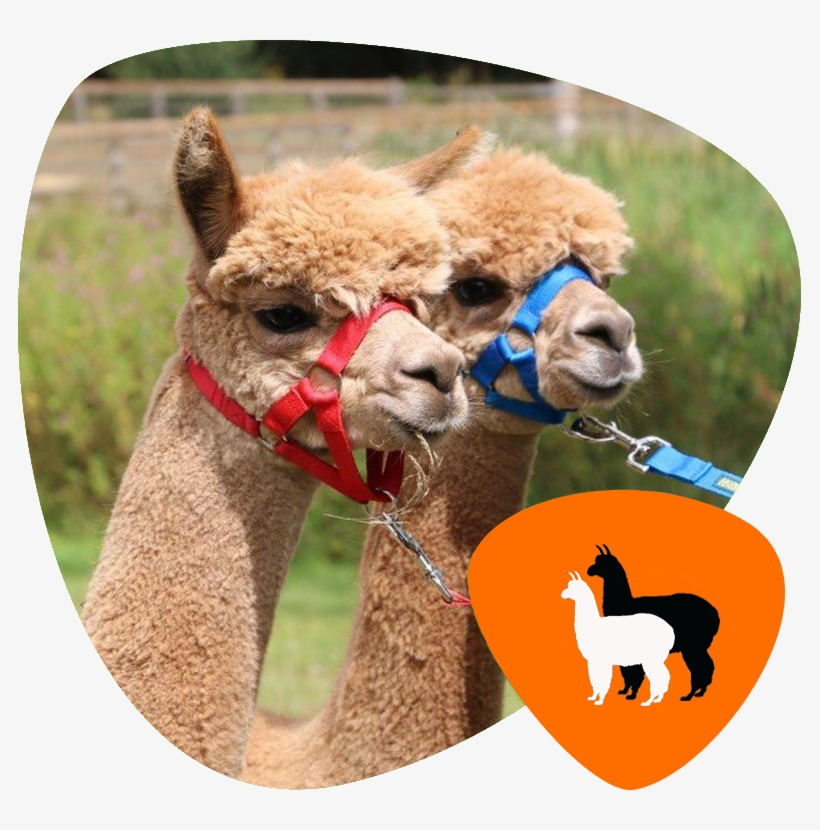 Home Animals2 Pic4 - Oakmere, transparent png download