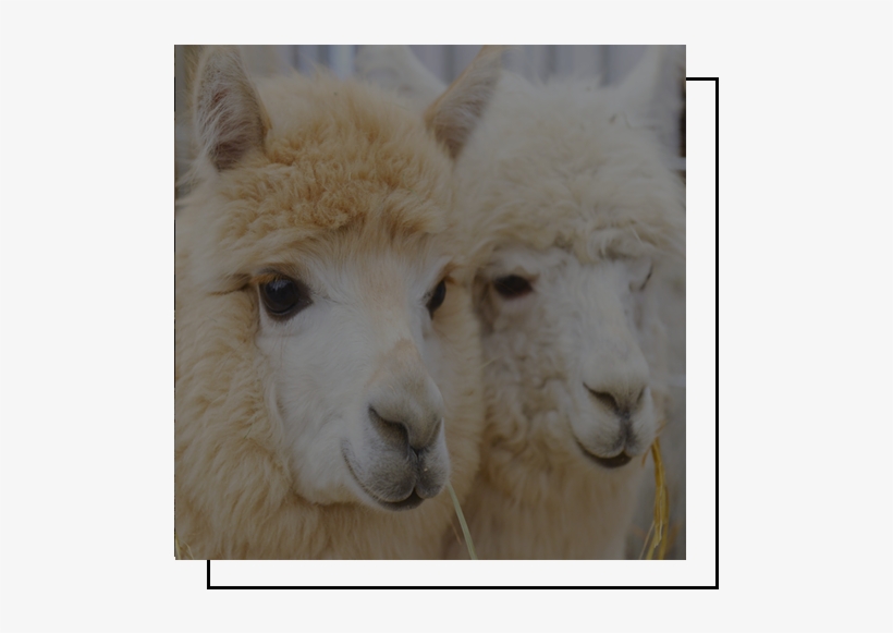 Alpaca Are Native To The High Andes Mountains Of South - Poster: Tabler's Two Fluffy Alpacas, 61x41in., transparent png download