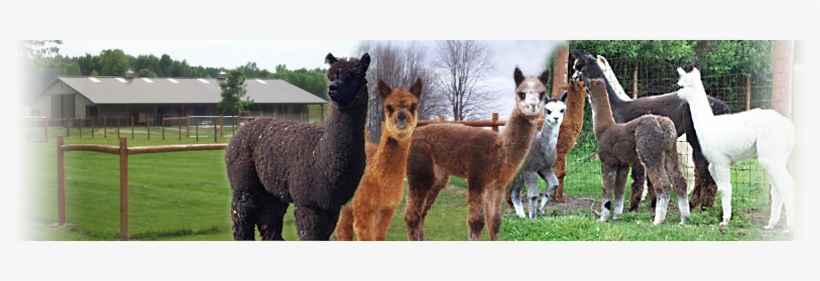 Welcome To Alpaca Heights - Accoyo Alpacas, transparent png download
