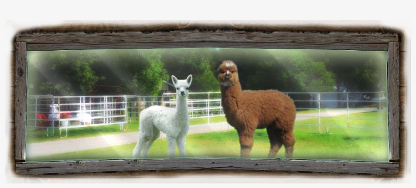 Alpaca, transparent png download