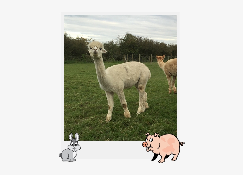 Alpacas - Pig Lovers Parking Sign Gag Novelty Gift Funny Swine, transparent png download