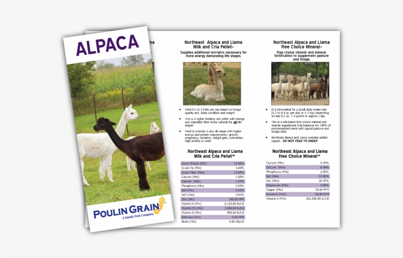 Download Product Brochure - Llama, transparent png download