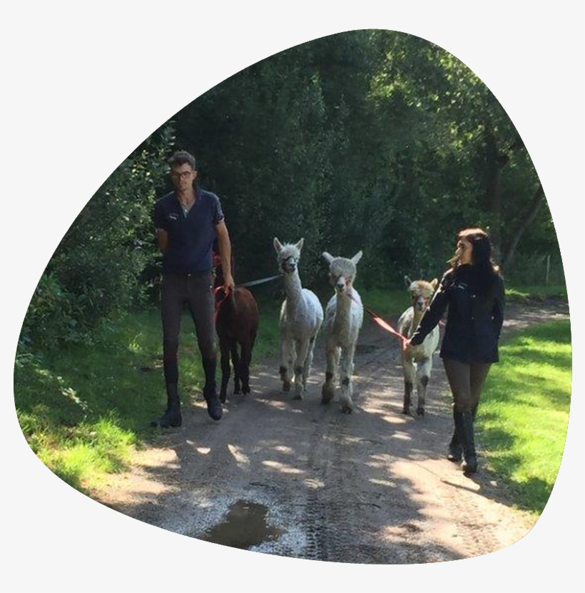 Home Tab Png - Portable Network Graphics, transparent png download