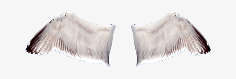 Alas - Fender, transparent png download