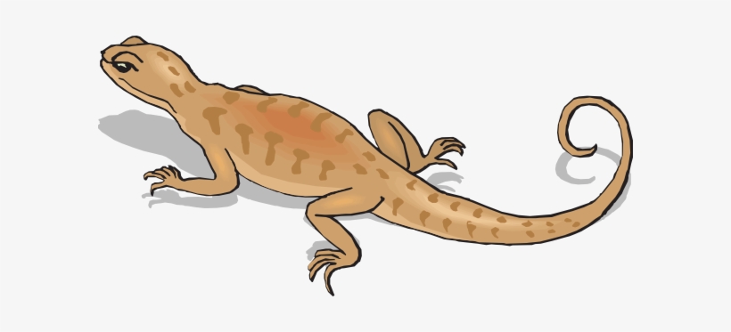 Kangaroo Conservation Center, transparent png download