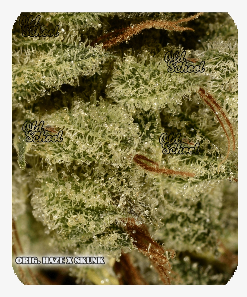 Weed Nug Png Download - Skunk, transparent png download