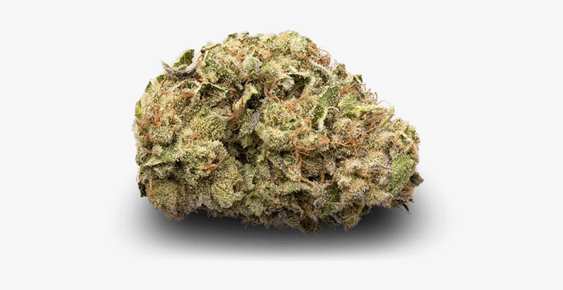 Flower - Hedgehog Cactus, transparent png download