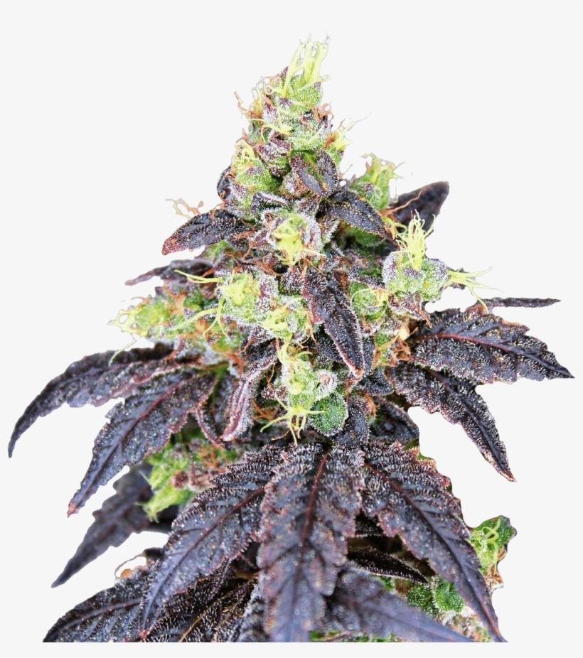 Gunslinger Cannabis, transparent png download