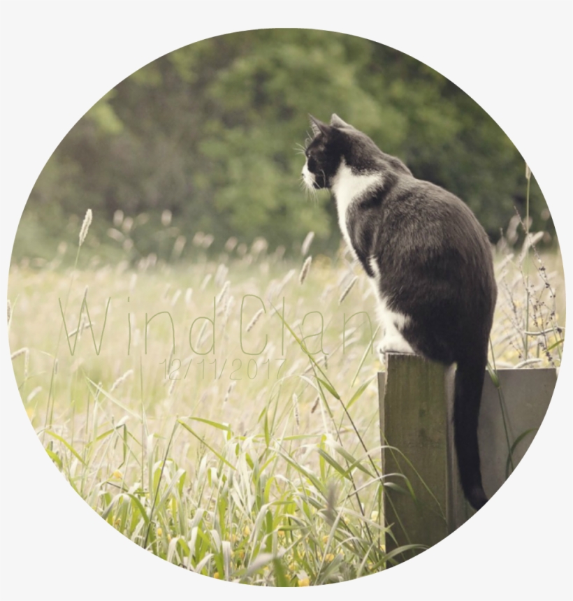 Windclan Best Banner Because Its Windclan's Bff - Dog Catches Something, transparent png download