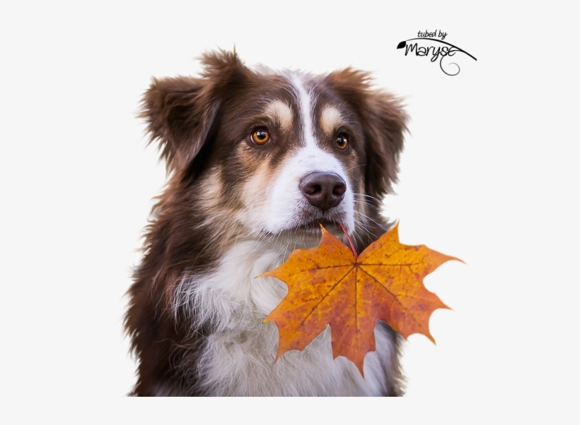 Mr Autumn Leaf For A Dog - Autumn Femme Psp Tubes, transparent png download