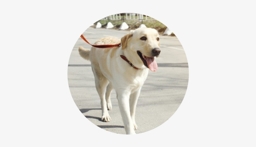 Dog Walk Meditation Large - Walking Dogs, transparent png download